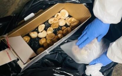 SAG Tarapacá alerta sobre inusual incautación de huevos de tortuga en Colchane