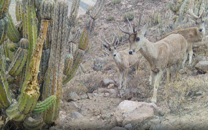 Monitoreos científicos detectan tarukas en Chiapa y refuerzan urgencia de su conservación