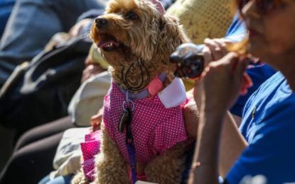 Diputados presentan proyecto “No son objeto, son familia” para sancionar el robo de mascotas